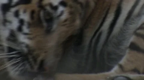 Tiger in the bush in india Stock Footage 52070955