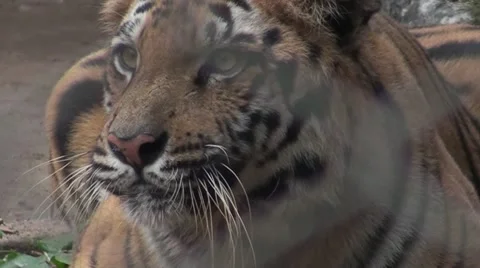 Tiger in the bush India Stock Footage 52955637