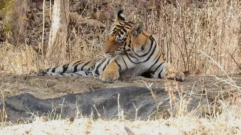 Tiger  busy in cleaning Video stock 110838998