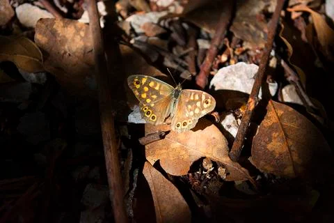 Tiger butterfly Stock Photos