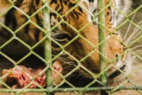 A tiger in a cage eats raw chicken... Stock Photos