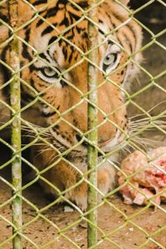 A tiger in a cage eats raw chicken... Stock Photos