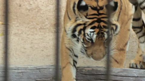 Tiger in the cage. Stock Footage 46083790