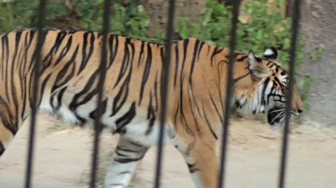 Tiger in the cage. Stock Footage 46083794