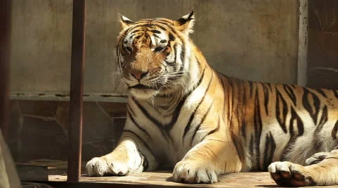 A tiger in a cage Stock Footage 53066717