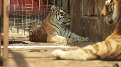 A tiger in a cage Stock Footage 53066826