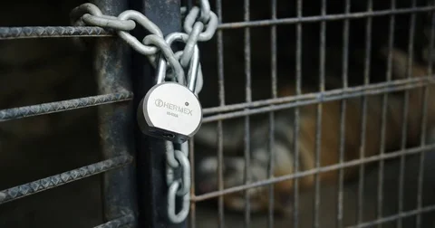 Tiger in Cage Stock-Footage 81635791