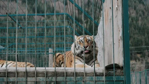 Tiger in the cage	 Video stock 152723564