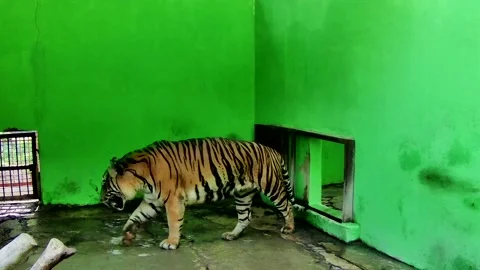 Tiger in cage Stock Footage 168086827