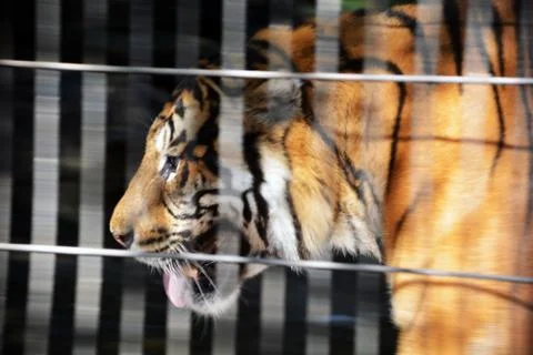 Tiger in cage Stock Photos