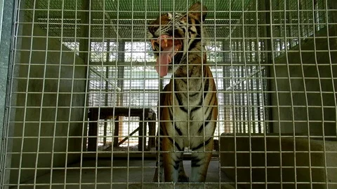 Tiger in the cage relaxtion and looking through camera. Stock Footage 95638340