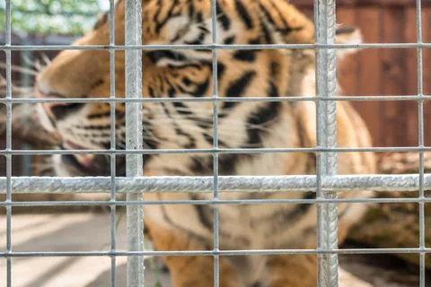 Tiger in a cage in a ZOO behind bars Stock Photos