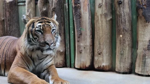 Tiger in a cage at the zoo Stock Footage 288006853