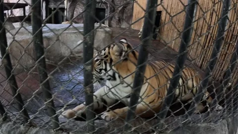 Tiger in a cage in zoo Stock Footage 320433115