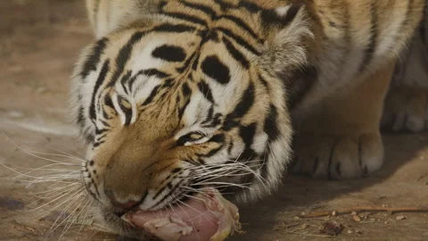 Tiger in captivity chewing his food at meal time Stock Footage 266445808