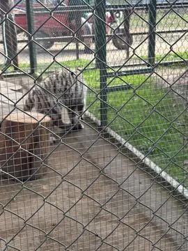 Tiger in Captivity Stock Photos