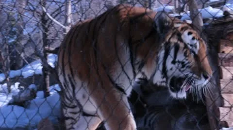 Tiger in Captivity in Winter Stock Footage 21305775
