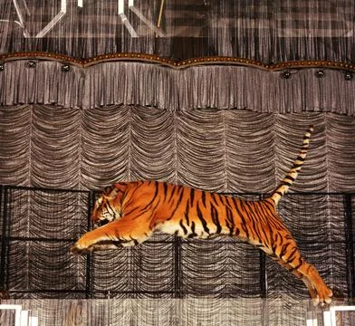 Tiger captured in jump in the circus Stock Photos