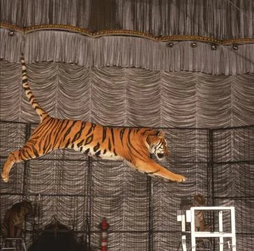 Tiger captured in jump  in the circus Stock Photos