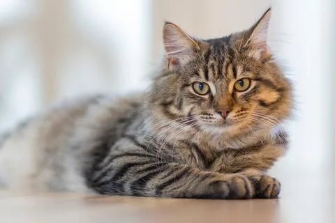 A Tiger Cat Stock Photos