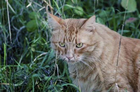 Tiger Cat Stock Photos