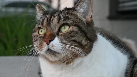 Tiger cat relaxing on a wall Stock Footage 146043106