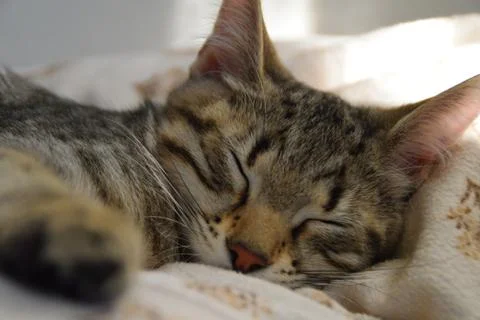 Tiger cat sleeping in bed Foto stock