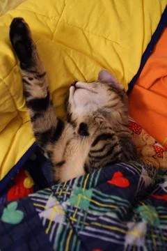 Tiger cat sleeping in bed Stock Photos