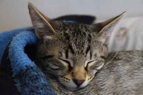 Tiger cat sleeping in bed Stock Photos