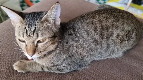 A tiger cat is sleeping. Stock Footage 297845305