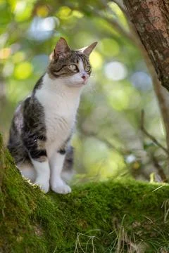 A tiger cat walking in the forest Stock Photos