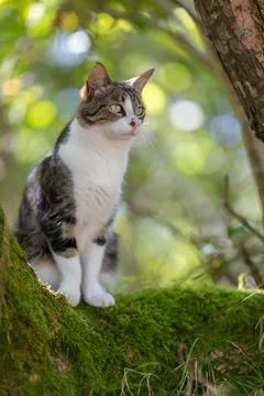 A tiger cat walking in the forest Stock Photos
