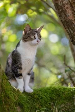 A tiger cat walking in the forest Stock Photos