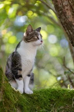 A tiger cat walking in the forest Stock Photos