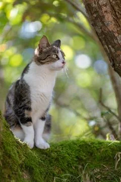 A tiger cat walking in the forest Stock Photos