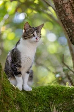 A tiger cat walking in the forest Stock Photos