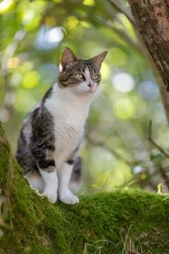 A tiger cat walking in the forest Stock Photos