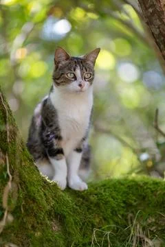 A tiger cat walking in the forest Stock Photos