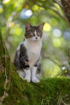 A tiger cat walking in the forest Stock Photos
