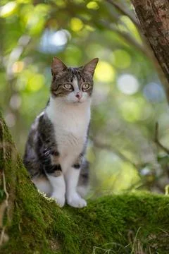 A tiger cat walking in the forest Stock Photos