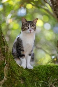 A tiger cat walking in the forest Stock Photos