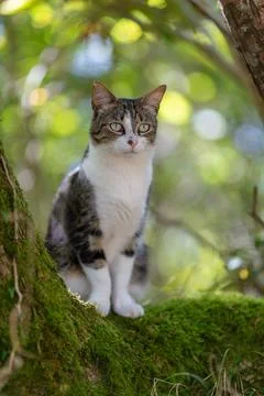 A tiger cat walking in the forest Stock Photos
