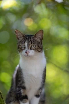 A tiger cat walking in the forest Stock Photos