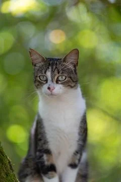 A tiger cat walking in the forest Stock Photos