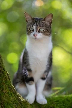 A tiger cat walking in the forest Stock Photos