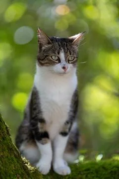 A tiger cat walking in the forest Stock Photos
