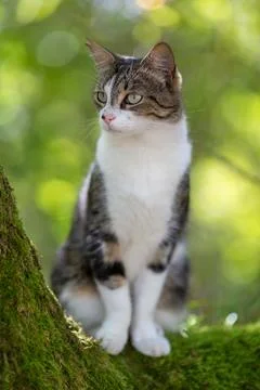 A tiger cat walking in the forest Stock Photos