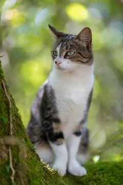 A tiger cat walking in the forest Stock Photos