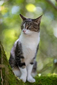 A tiger cat walking in the forest Stock Photos