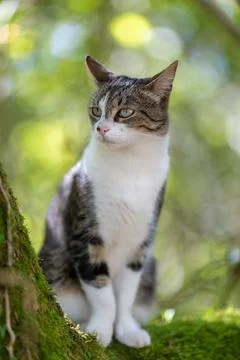 A tiger cat walking in the forest Stock Photos